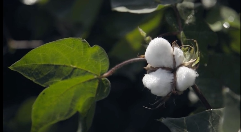 Prana uses organic cotton.